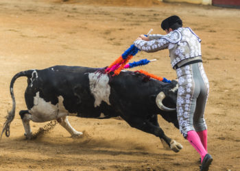 Les arguties de la corrida face à la souffrance animale