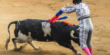 Les arguties de la corrida face à la souffrance animale