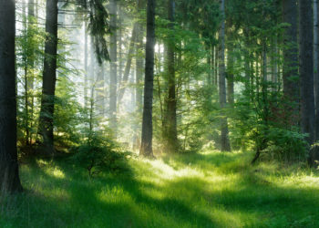 L’écologie : conflit d’intérêts ou guerre de religions ?