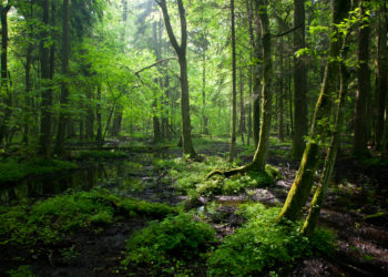 Francis Hallé reçoit le prix du Grand Orient de France