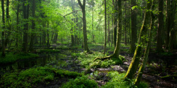 Francis Hallé reçoit le prix du Grand Orient de France