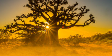 Le Sénégal, pour l’exemple !