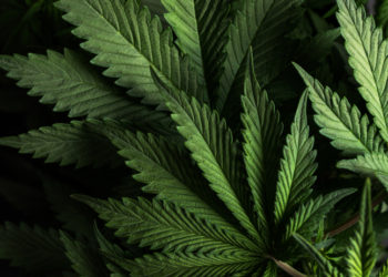 Assez de tergiversations, il faut légaliser le cannabis