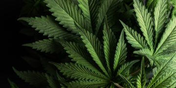 Assez de tergiversations, il faut légaliser le cannabis