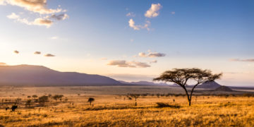 Réflexions africaines