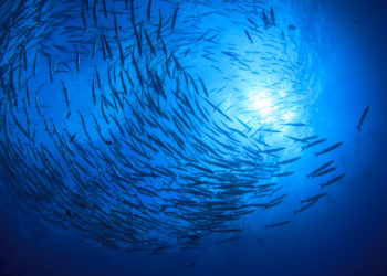 Quels sont les enjeux économiques de la protection des océans ?