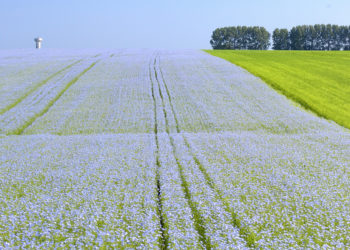 Le lin français et européen : les ressorts d’une réussite agro-industrielle