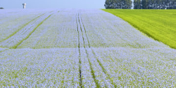 Le lin français et européen : les ressorts d’une réussite agro-industrielle
