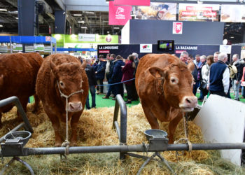 Tumulte et incohérence, le temps de la confusion et de la division