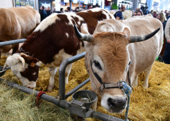 La plus grande ferme de France aura été la plus grande déchirure française