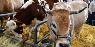 La plus grande ferme de France aura été la plus grande déchirure française