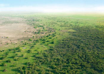 L’Institut Balanitès, un outil dédié à la valorisation de la recherche sur la Grande Muraille verte au Sahel