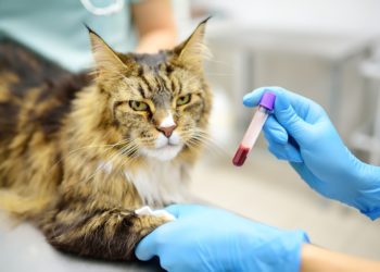Taxer l’expérimentation animale ne serait pas aberrant