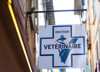 Ni désinformation ni dogmatisme, mais une démarche scientifique : la santé animale et les vétérinaires