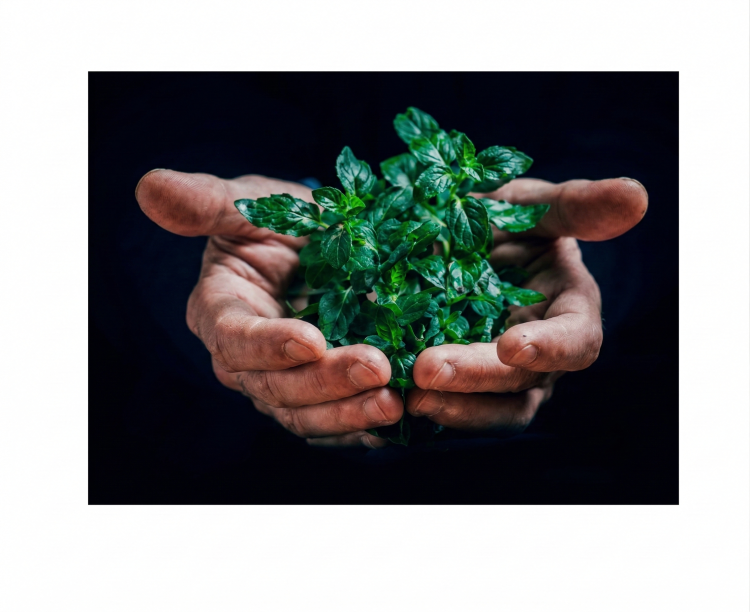 Première étude : Ecologie : le non-dit